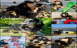 Miniature Dachshund dogs for sale: Exceptional Show Quality KC Miniature Dachshunds! - Image 16