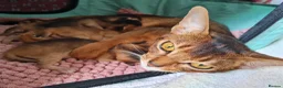 Abyssinian cats for sale: Abyssinian kittens in Scunthorpe - Advert 6