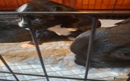 Borador dogs for sale: Borador puppies - Image 7