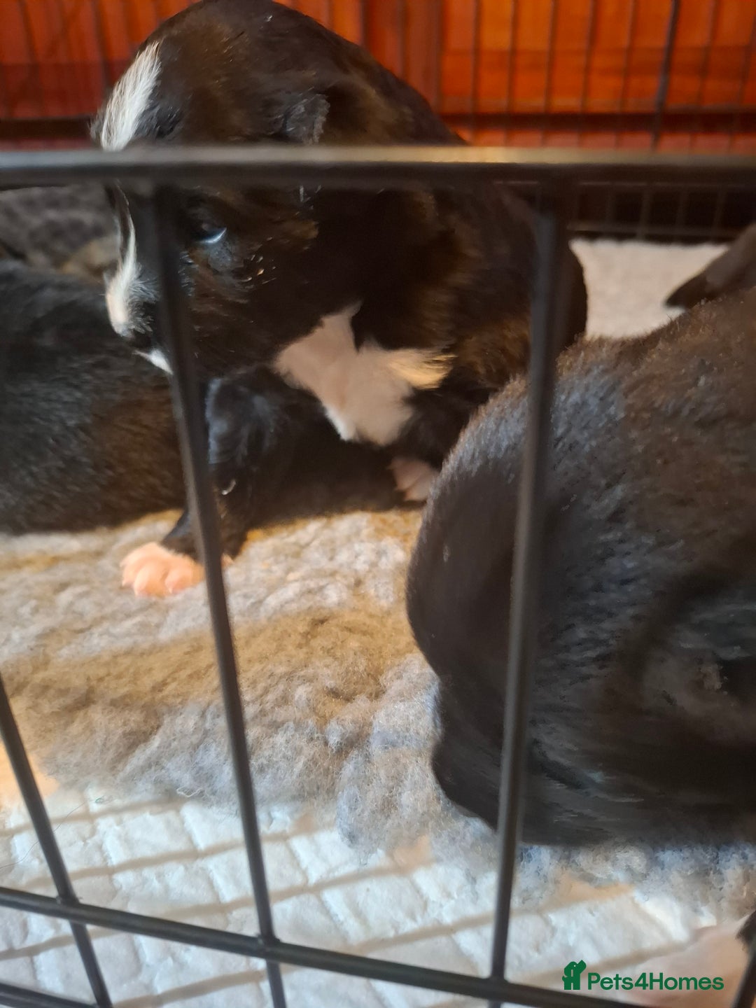 Borador dogs for sale: Borador puppies - Image 7