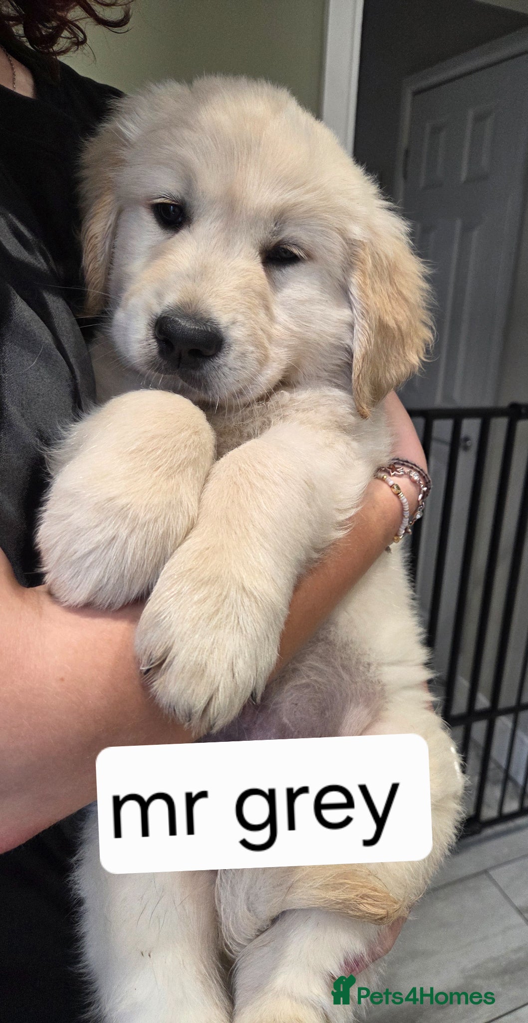 Golden Retriever dogs Ready to go! Golden retriever boy 🐶  - Advert 1