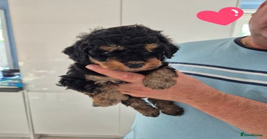 Cockapoo dogs - Advert 5