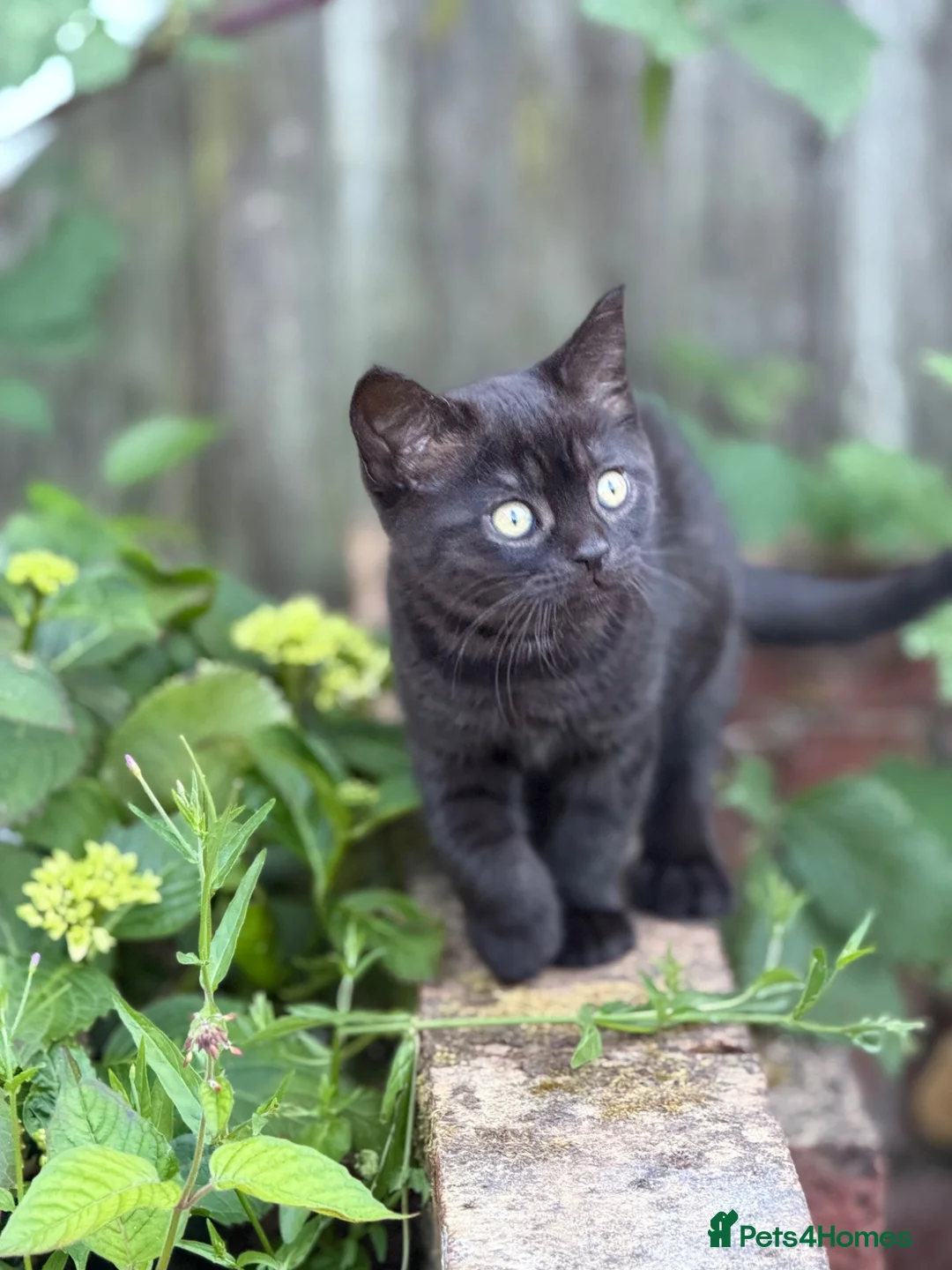 Scottish Fold cats for sale: Panther- like Kitten  - Advert 1