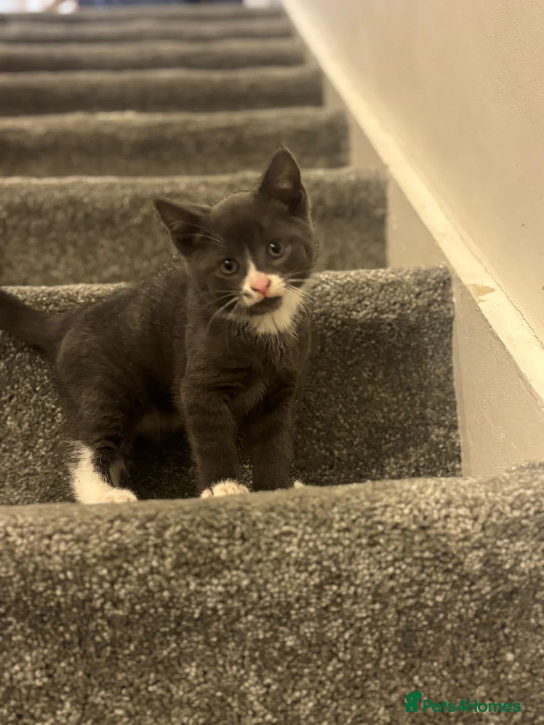 Mixed Breed cats for sale: Male grey and white kitten  - Advert 1