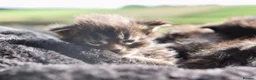 Maine Coon cats for sale: Xl Maine coon kittens parents Russian imports  - Advert 22