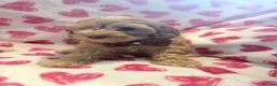Cockapoo dogs for sale: 5* cockapoo puppies  - Advert 4