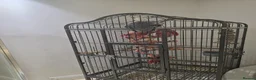 Parrots birds for sale: Afrecan greay Parrot very tame in Bridlington - Advert 9