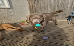 Labrador Retriever dogs for sale: Beautiful Foggy  - Image 3