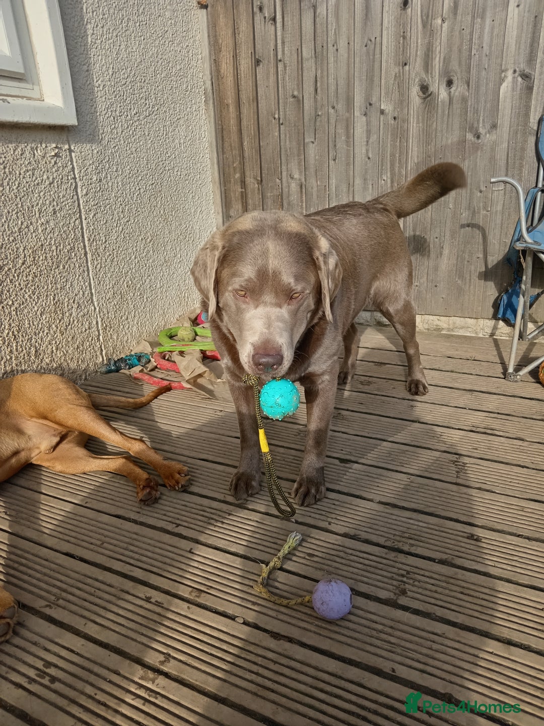 Labrador Retriever dogs for sale: Beautiful Foggy  - Image 3