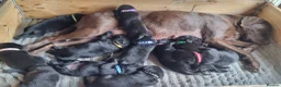 Labrador Retriever dogs for sale: KC BLACK LARBRADOR PUPPIES - Advert 5