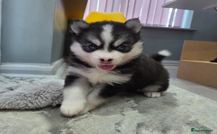 Pomsky dogs - Advert 3