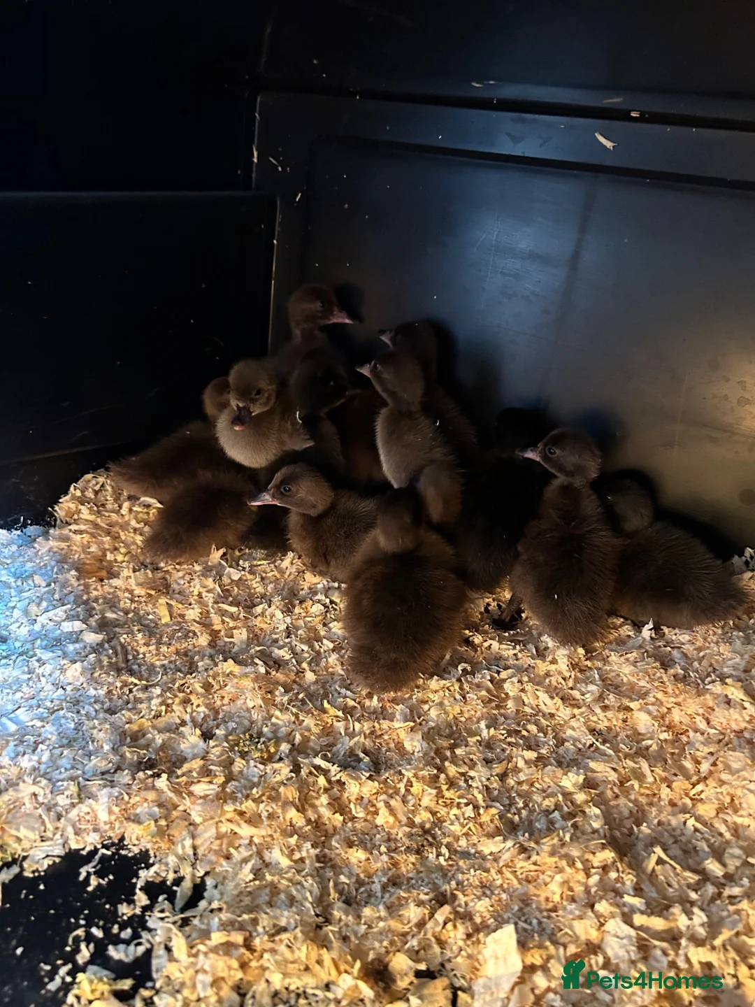 Ducks poultry for sale: Khaki Campbell  - Advert 6
