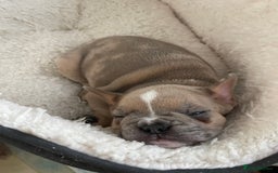 Mixed Breed dogs for sale: French pomerdogs  - Image 15