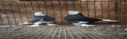Pigeons birds for sale: FANCY WEST OF ENGLAND TUMBLERS  - Advert 9