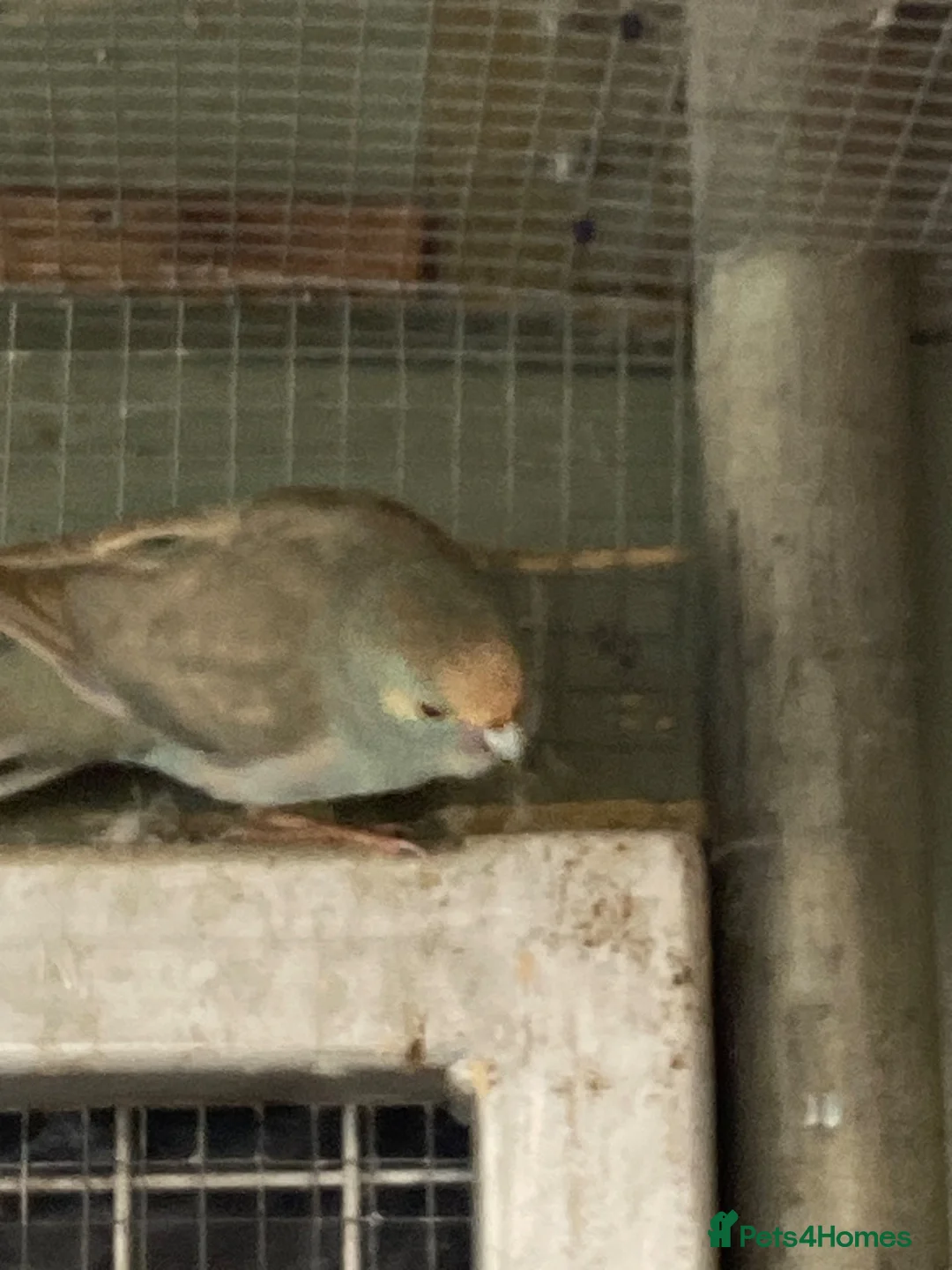 Parakeets birds for sale: Kakarki not sexed - Advert 5