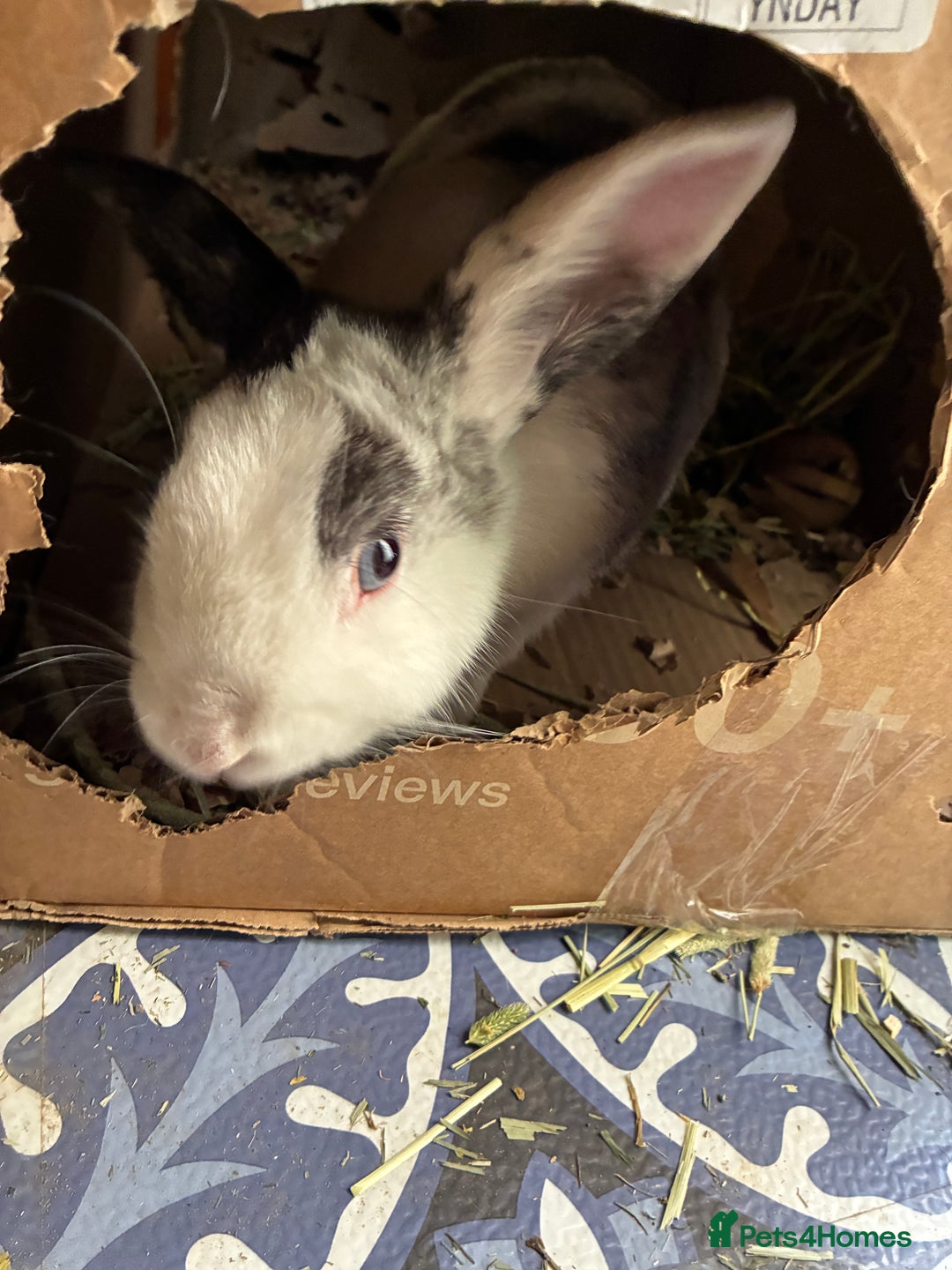 Mixed Breed rabbits for sale: Sweet Muffin - Image 2