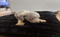 Miniature Dachshund dogs for sale: Stunning miniature dachshunds in Kidderminster - Image 19