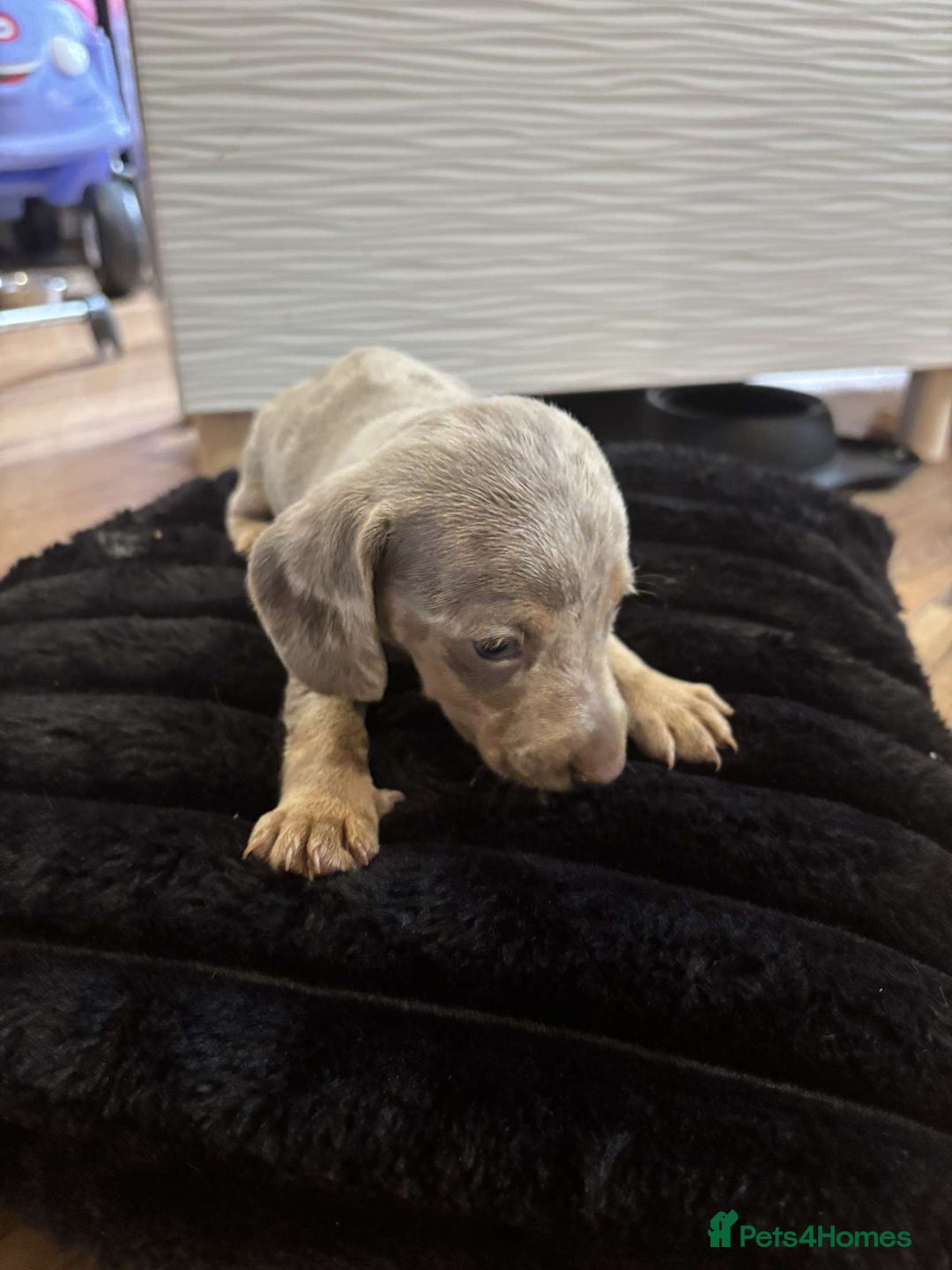 Miniature Dachshund dogs for sale: Stunning miniature dachshunds in Kidderminster - Image 19