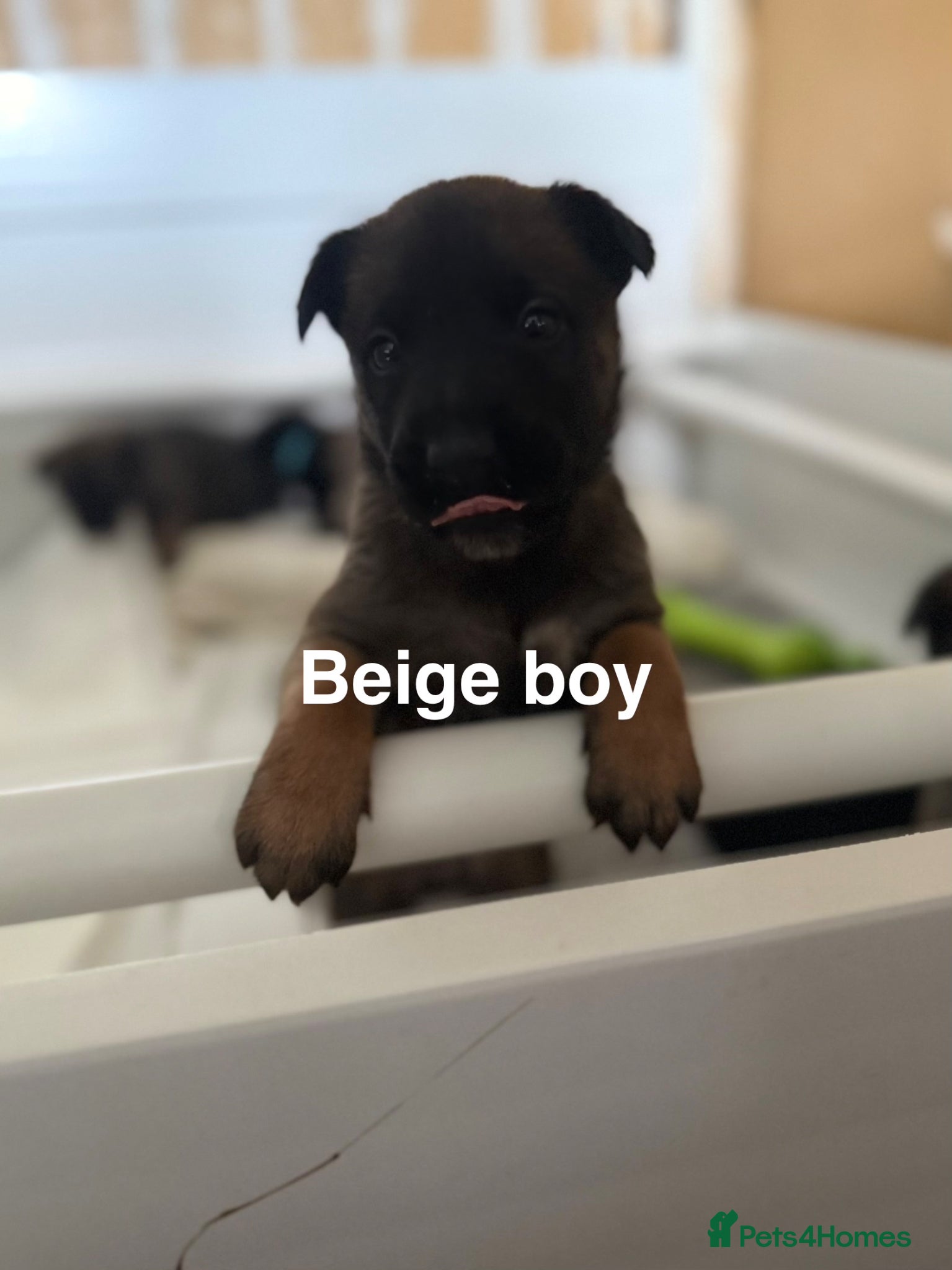 Belgian Shepherd Dog dogs 🔥 BELGIAN MALINIOS PUPPIES FOR SALE 🔥  - Advert 1