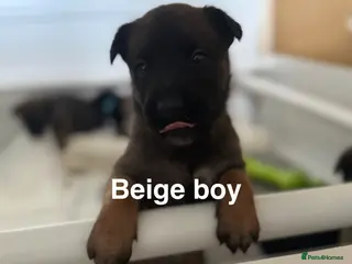 Belgian Shepherd Dog dogs 🔥 BELGIAN MALINIOS PUPPIES FOR SALE 🔥 - Advert 1