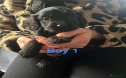 Cocker Spaniel dogs for sale: 8 Beautiful Cavalier X Cocker Spaniel Puppies - Image 7