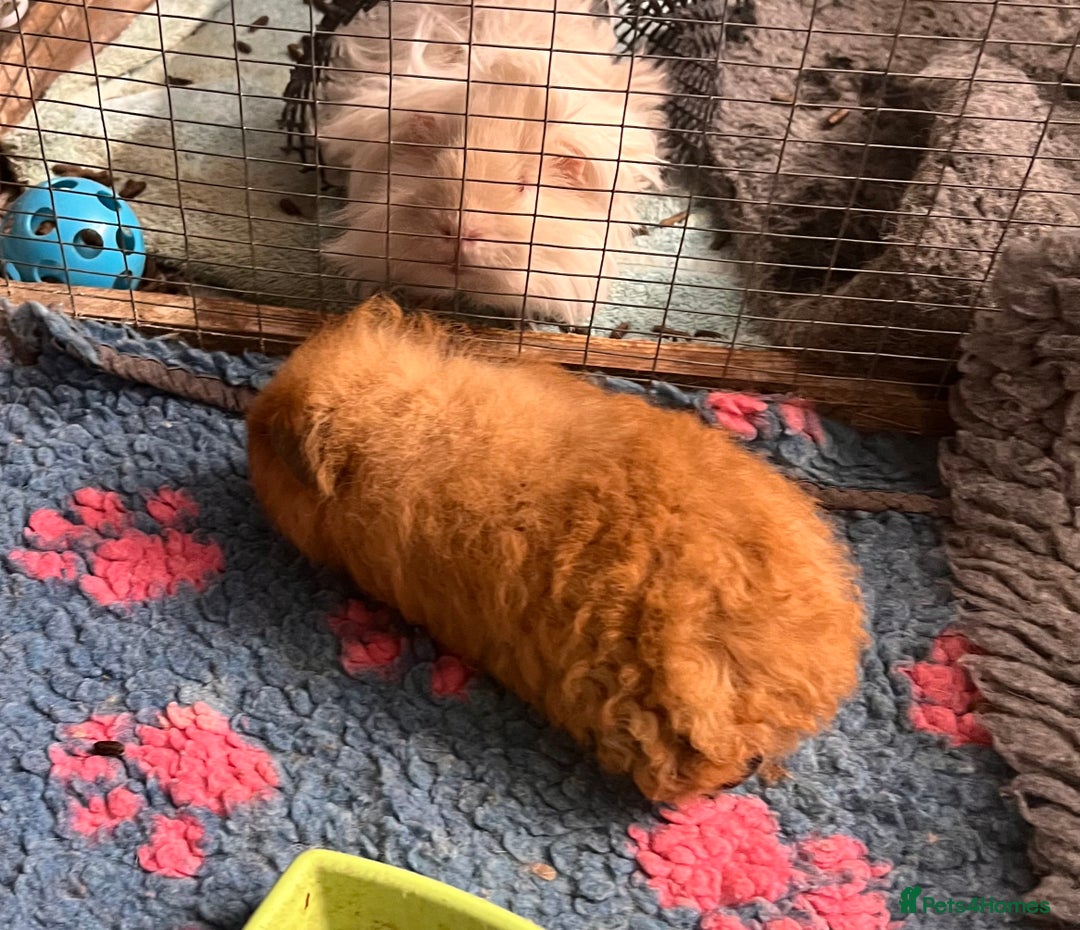 Guinea Pig rodents for sale: Bonded boar pedigree guinea pigs - Advert 2