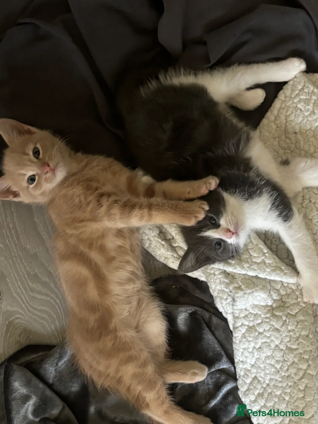 Mixed Breed cats for sale: 🐾 Gorgeous Kittens for Sale 🐾 - Advert 2