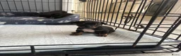 Chihuahua dogs for sale: Puppies  - Advert 4