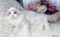Ragdoll cats for sale: Only Two Kittens Available ready to go 🐾 - Image 12