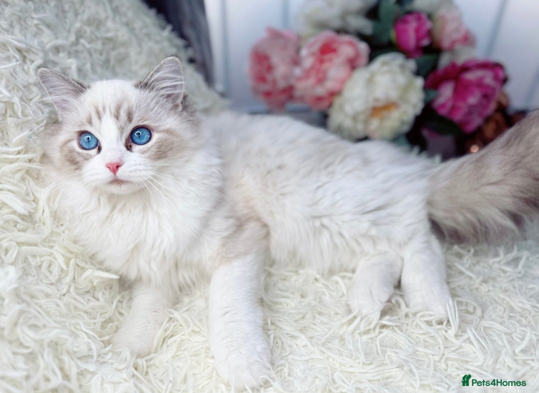 Ragdoll cats for sale: Only Two Kittens Available ready to go 🐾 - Image 12