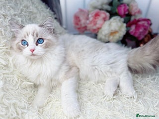 Ragdoll cats - Advert 31