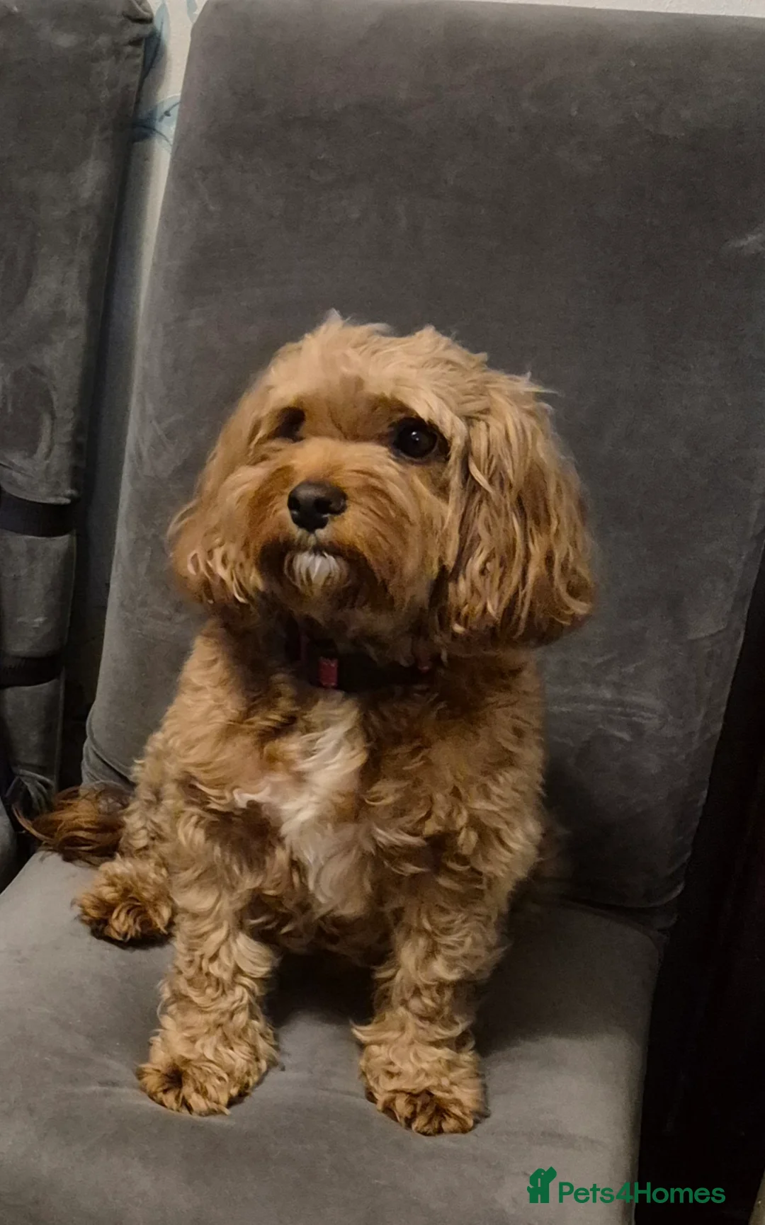 Cavapoo dogs for sale: Cavapoos in Dudley - Advert 1