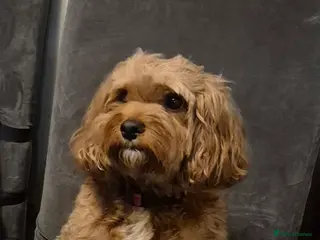 Cavapoo dogs Cavapoos - Advert 1