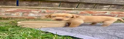 Labrador Retriever dogs for sale: KC Registered Labrador Puppies - Advert 15