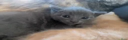 Mixed Breed cats for sale: Ragdoll mix | 2 boys  in Sheffield - Advert 4