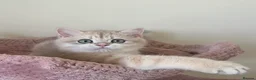 British Shorthair cats for sale: Delightful Golden British Shorthair Kittens - Advert 10