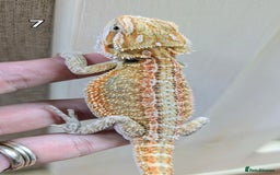 Bearded Dragon reptiles for sale: Baby Bearded dragons. Witblits, genetic stripes - Image 16