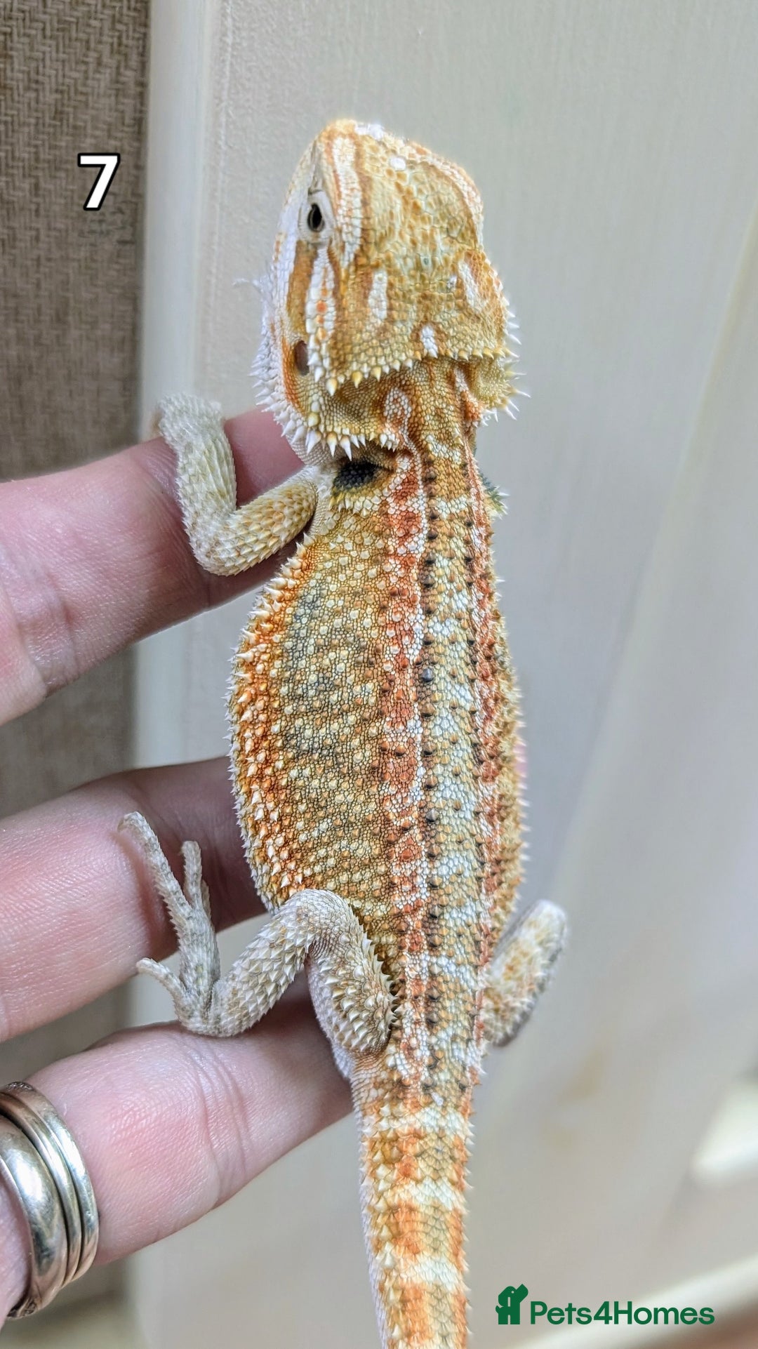 Bearded Dragon reptiles for sale: Baby Bearded dragons. Witblits, genetic stripes - Image 16