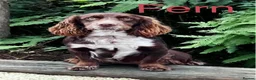 Cocker Spaniel dogs for sale: Stunning cocker pups excellent health testing  - Advert 8