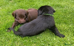 Flat coated Retriever dogs for sale: Nine beautiful flat coat retriever puppies in Falkirk - Image 12