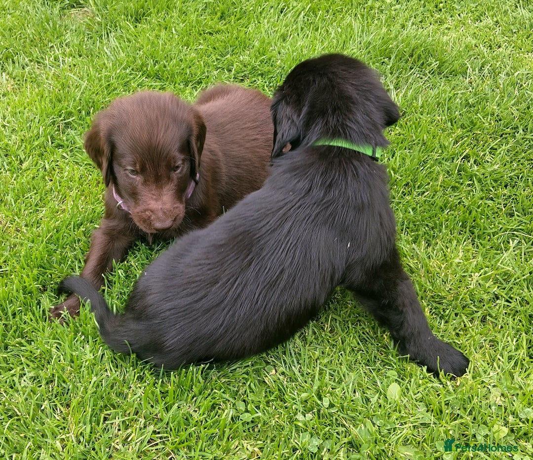 Flat coated Retriever dogs for sale: Nine beautiful flat coat retriever puppies in Falkirk - Image 12