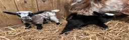 Goats livestock for sale: Pygmy Kids For Sale  - Advert 3