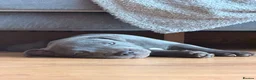 Staffordshire Bull Terrier dogs for sale: Beautiful Blue Staffordshire Bull Terrier Puppy - Advert 5
