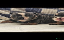 English Bulldog dogs for sale: Kc british bulldogs  - Image 6