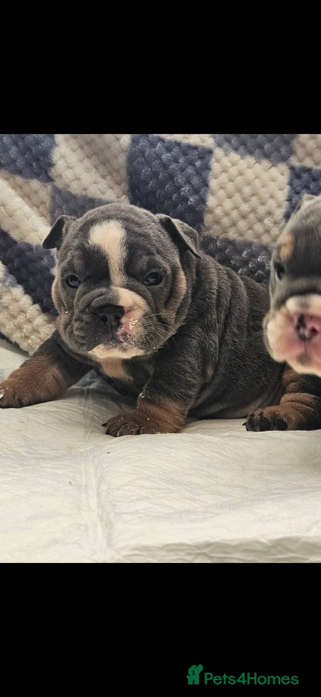 English Bulldog dogs for sale: Kc british bulldogs  - Image 6