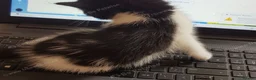 Mixed Breed cats for sale: Male kitten 1 month – boy - Advert 5