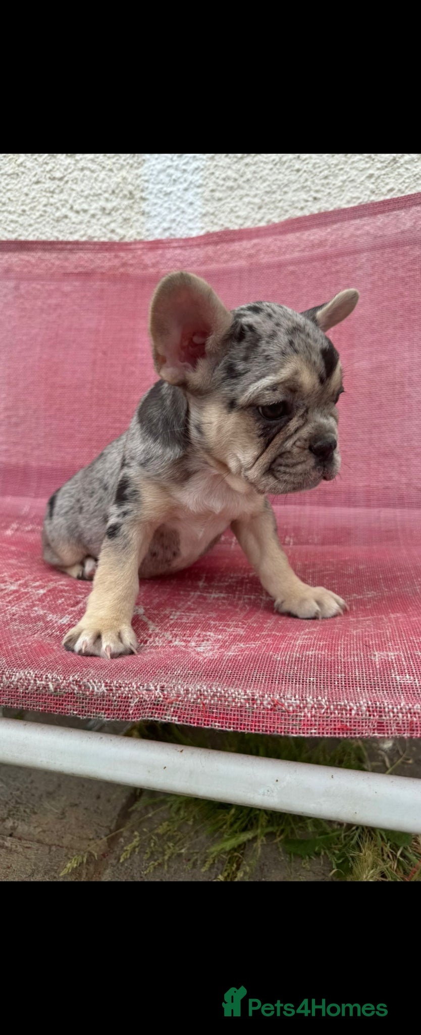 French Bulldog dogs French bulldog puppies  - Advert 8