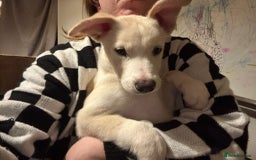 Mixed Breed dogs for sale: Alaskan malamute cross collies puppy's  - Image 3