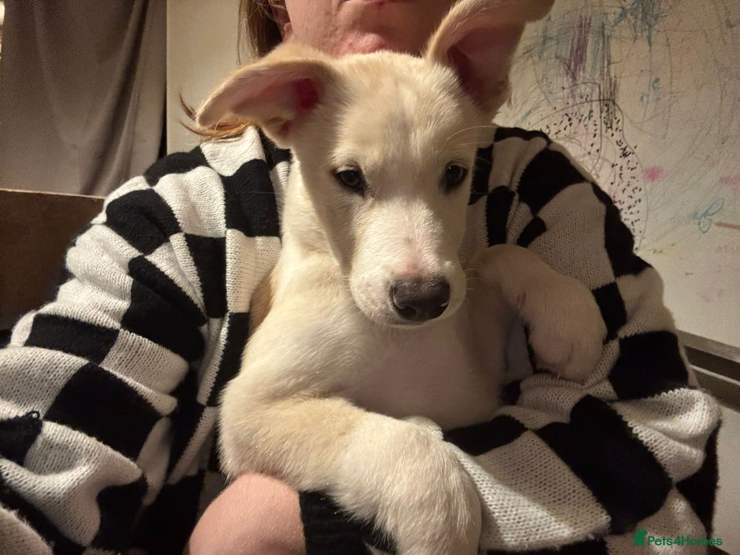 Mixed Breed dogs for sale: Alaskan malamute cross collies puppy's  - Image 3