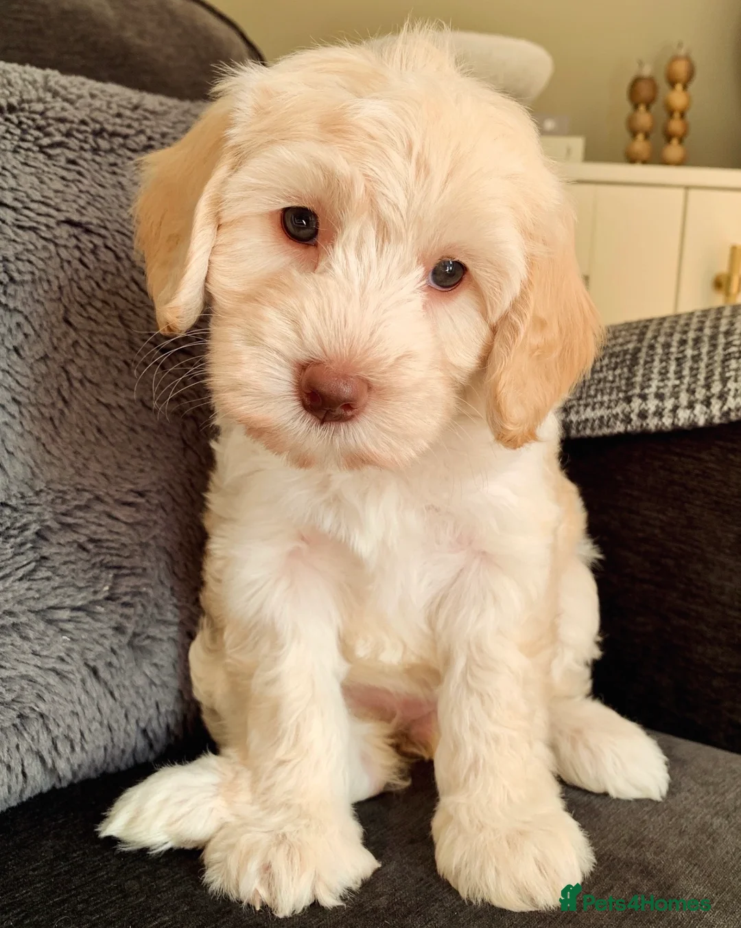 Cockapoo dogs for sale: Cockapoos Due 11th February- Waiting List Open - Advert 14